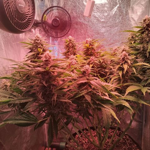 Gorilla Cookies Auto growlog timeline photo