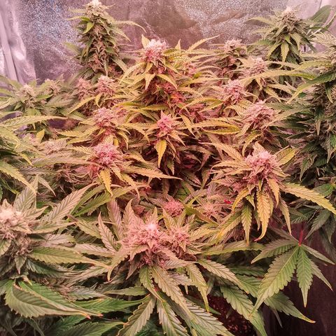 Gorilla Cookies Auto growlog timeline photo