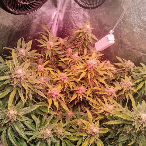 Gorilla Cookies Auto growlog timeline photo