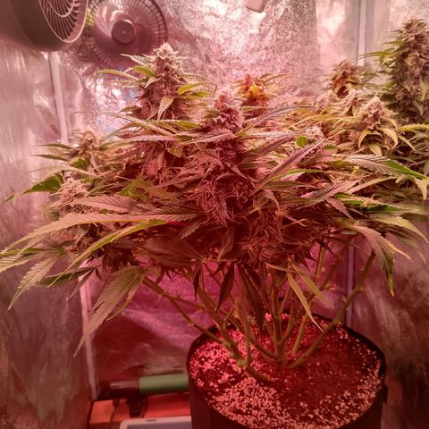 Gorilla Cookies Auto growlog timeline photo