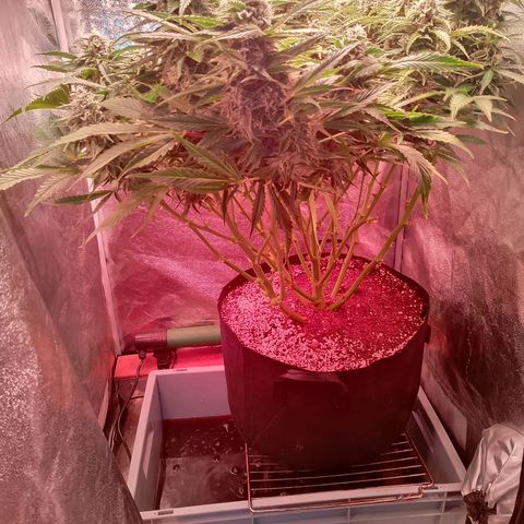 Gorilla Cookies Auto growlog timeline photo