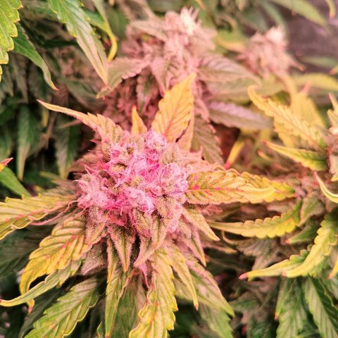 Gorilla Cookies Auto growlog timeline photo