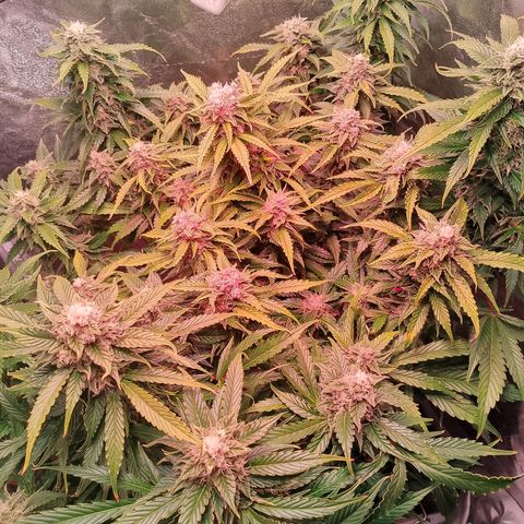 Gorilla Cookies Auto growlog timeline photo