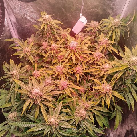 Gorilla Cookies Auto growlog timeline photo