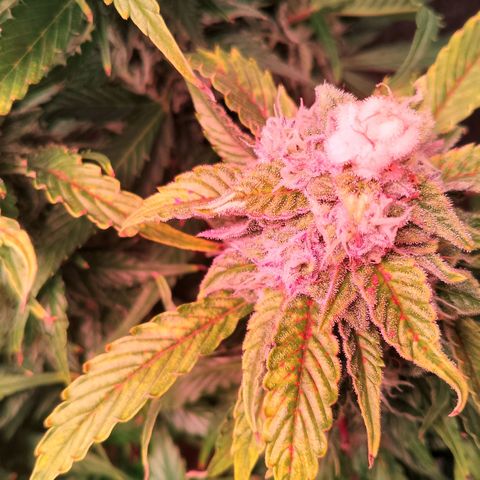 Gorilla Cookies Auto growlog timeline photo