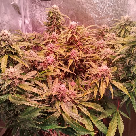 Gorilla Cookies Auto growlog timeline photo