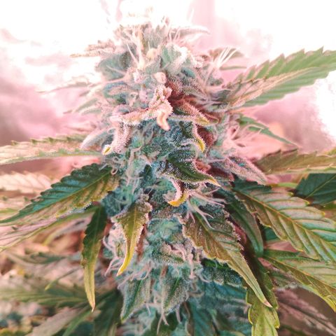 Gorilla Cookies Auto growlog timeline photo