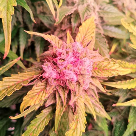 Gorilla Cookies Auto growlog timeline photo