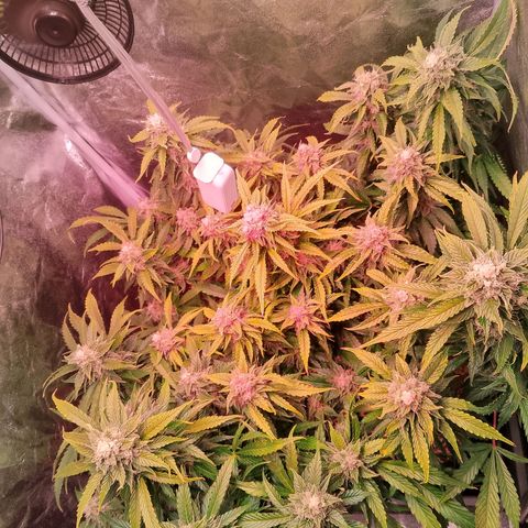 Gorilla Cookies Auto growlog timeline photo