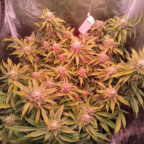 Gorilla Cookies Auto growlog timeline photo