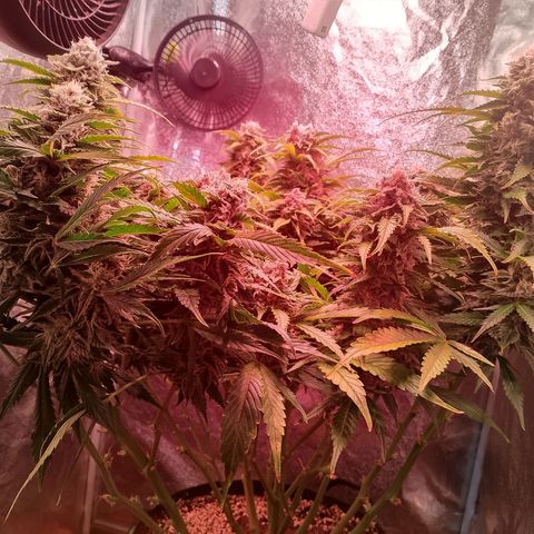 Gorilla Cookies Auto growlog timeline photo