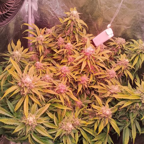 Gorilla Cookies Auto growlog timeline photo