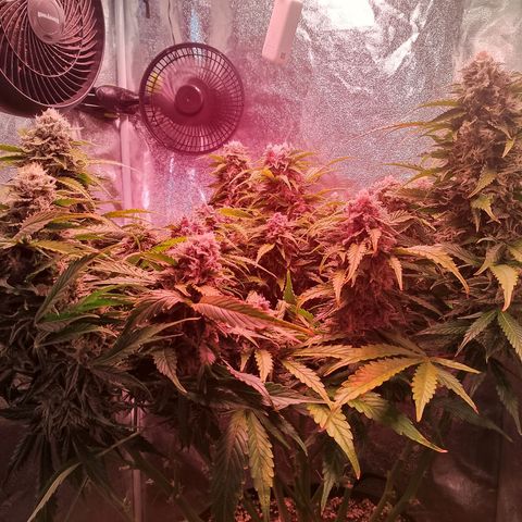 Gorilla Cookies Auto growlog timeline photo