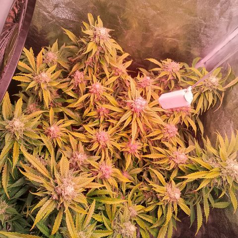 Gorilla Cookies Auto growlog timeline photo