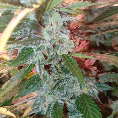 Gorilla Cookies Auto growlog timeline photo