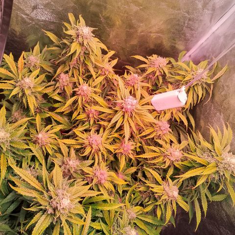 Gorilla Cookies Auto growlog timeline photo