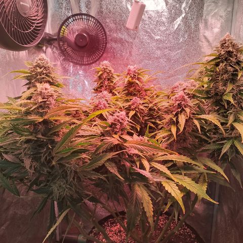 Gorilla Cookies Auto growlog timeline photo