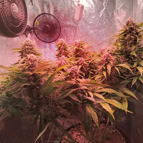 Gorilla Cookies Auto growlog timeline photo