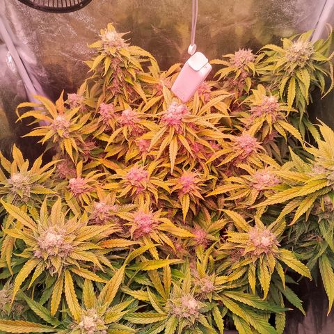 Gorilla Cookies Auto growlog timeline photo
