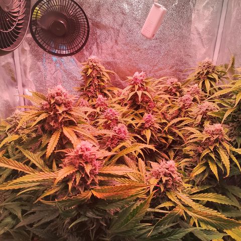 Gorilla Cookies Auto growlog timeline photo