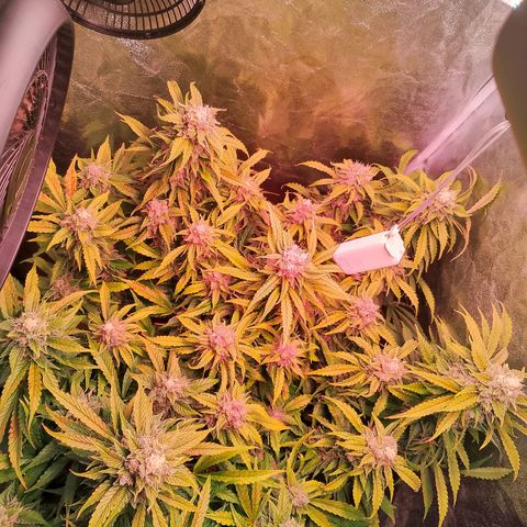 Gorilla Cookies Auto growlog timeline photo