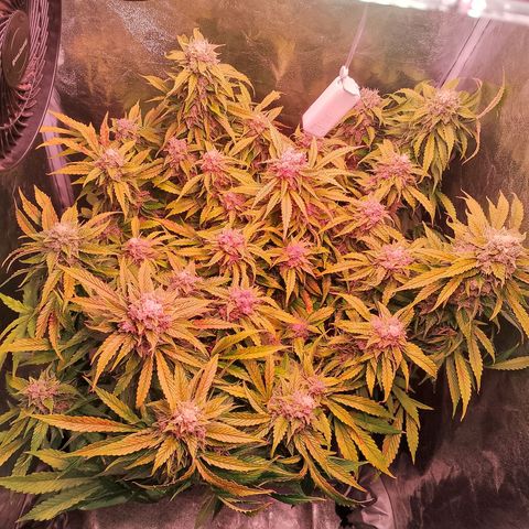 Gorilla Cookies Auto growlog timeline photo