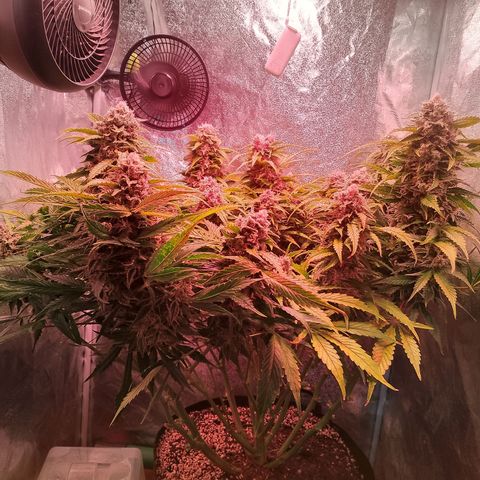 Gorilla Cookies Auto growlog timeline photo