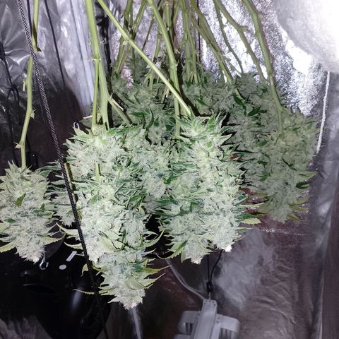 Gorilla Cookies Auto growlog timeline photo