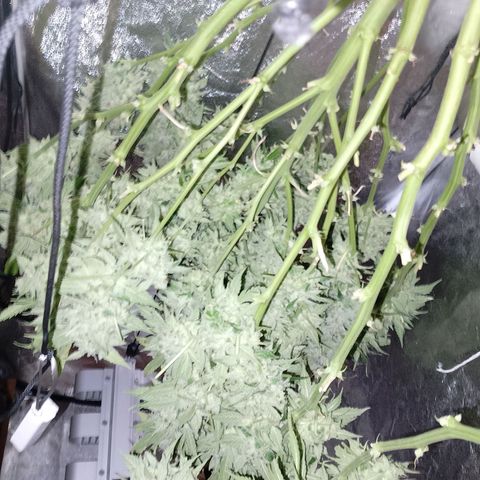 Gorilla Cookies Auto growlog timeline photo