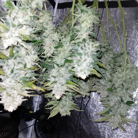 Gorilla Cookies Auto growlog timeline photo