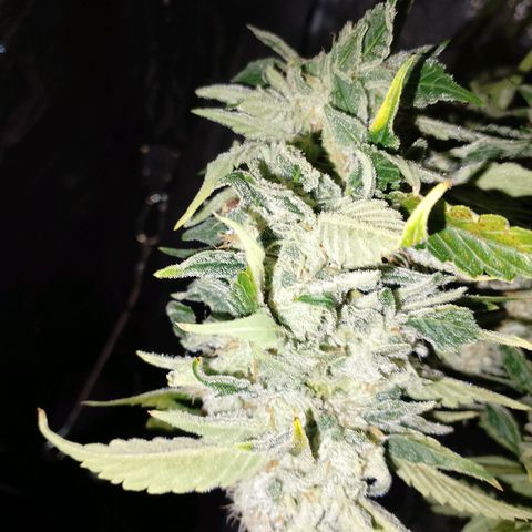 Gorilla Cookies Auto growlog timeline photo