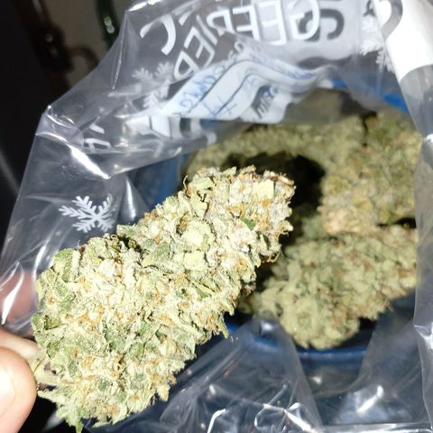 Gorilla Cookies Auto growlog timeline photo