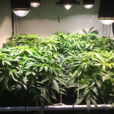 White Ice growlog timeline photo