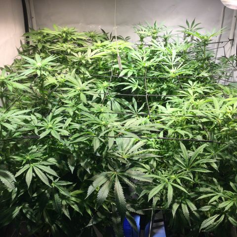 White Ice growlog photo: Wassergewechselt 