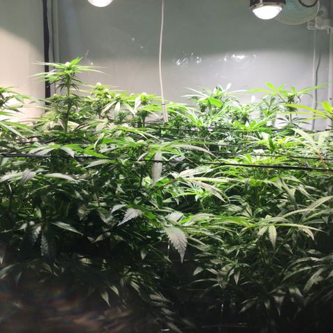 White Ice growlog timeline photo
