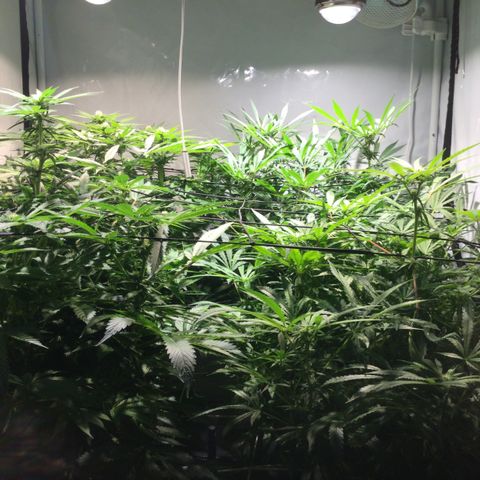 White Ice growlog timeline photo
