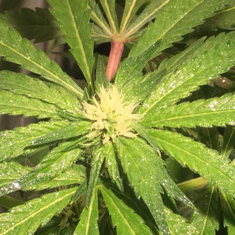 White Ice growlog timeline photo