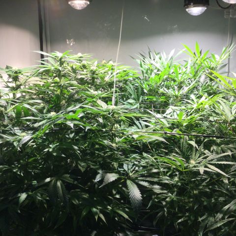 White Ice growlog timeline photo