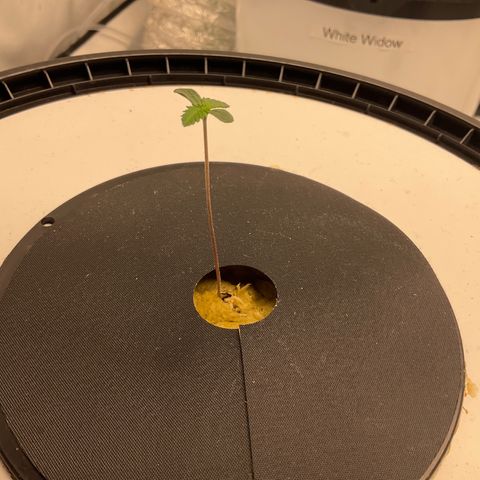 White Widow growlog timeline photo