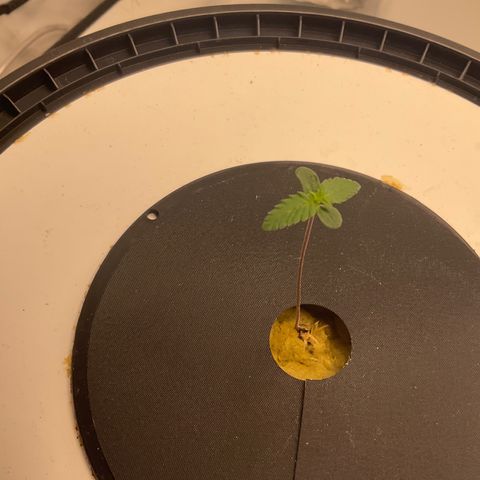 White Widow growlog timeline photo