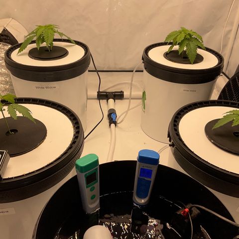 White Widow growlog timeline photo