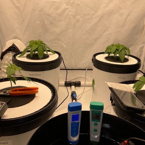 White Widow growlog timeline photo