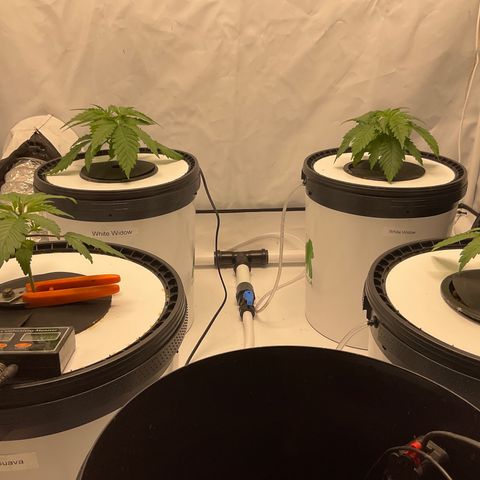 White Widow growlog timeline photo
