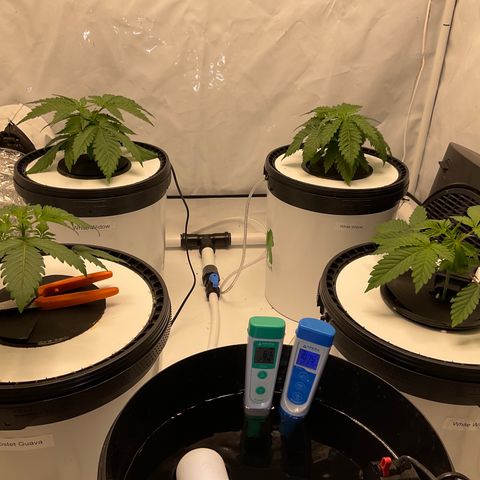 White Widow growlog timeline photo