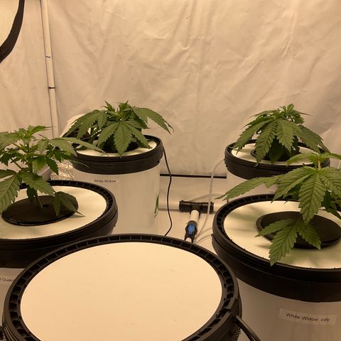 White Widow growlog timeline photo