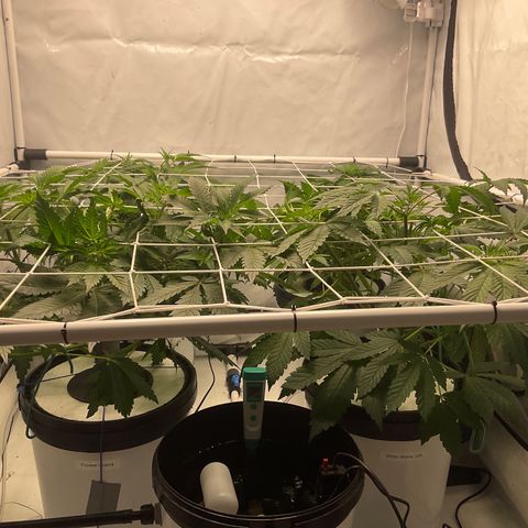 White Widow growlog timeline photo
