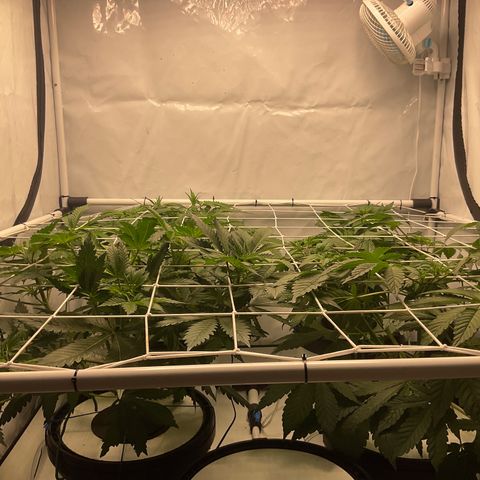 White Widow growlog timeline photo