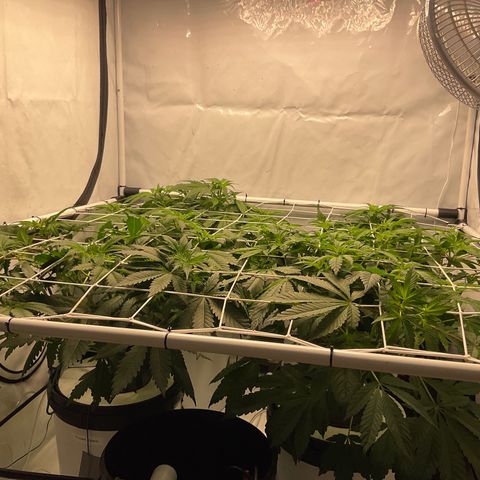 White Widow growlog timeline photo