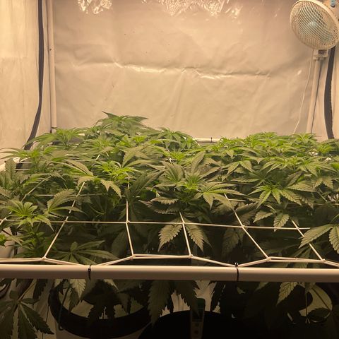 White Widow growlog timeline photo