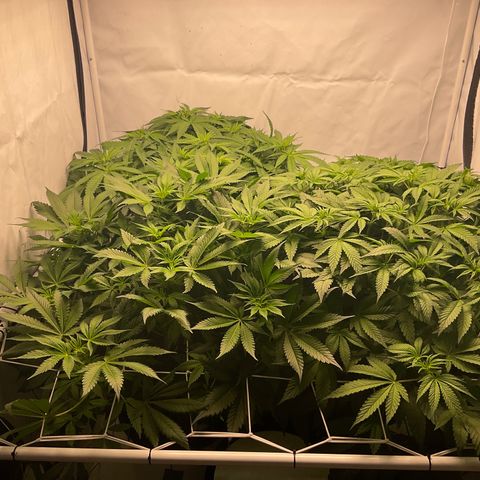 White Widow growlog timeline photo